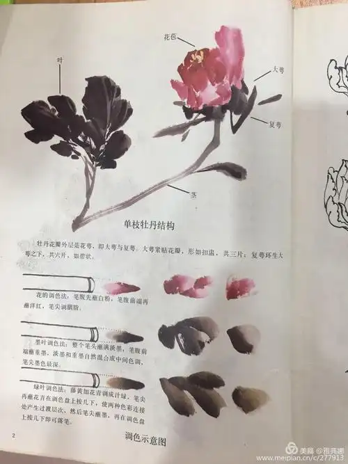 李智明老师讲解牡丹花科的写意技法