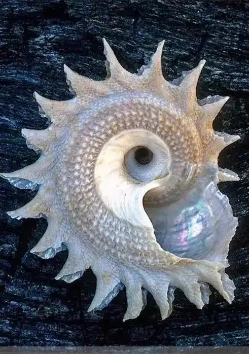 海螺! 太漂亮了! - hu05 - hu_05