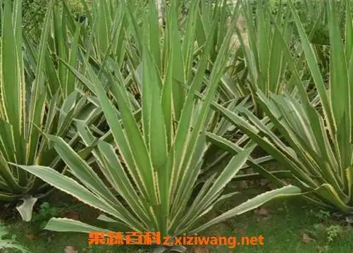 金边龙舌兰泡酒的作用金边龙舌兰怎么泡酒