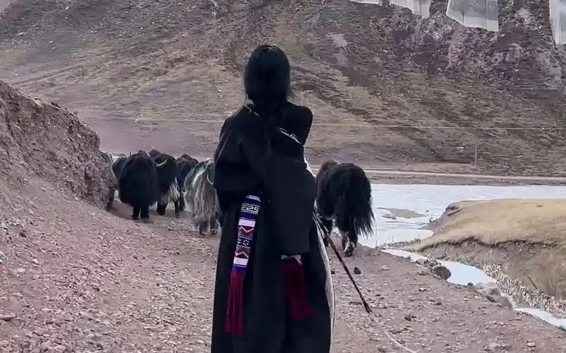 藏族姑娘放牛记.你们知道我手里拿的是什么吗?