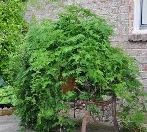 文竹想要长得高大注意好它两米高不是问题