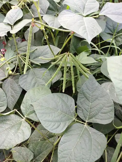 认识农作物 - 美篇