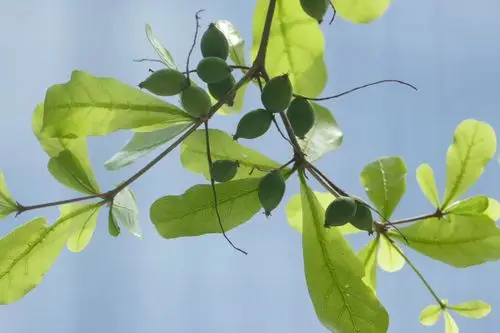 云雨守心小叶榄仁