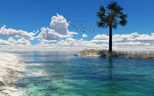 海,棕榈树,鸟,海鸥,云 壁纸 | 1920x1200 壁纸下载 | cn.best-wallpap