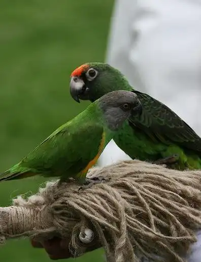 p>贾丁氏鹦鹉(学名: i>poicephalus gulielmi /i>) 在poicephalus属