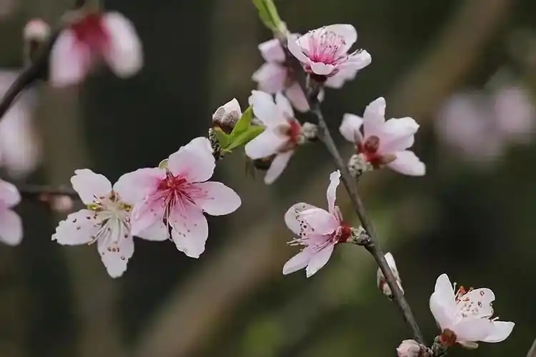 惊蛰一候桃始华山色桃花柳上开芬香不许人自来