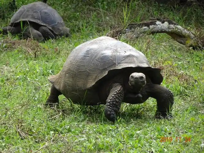 加拉帕戈斯巨龟 (galapagos giant tortoises)   有共15种不同的巨龟