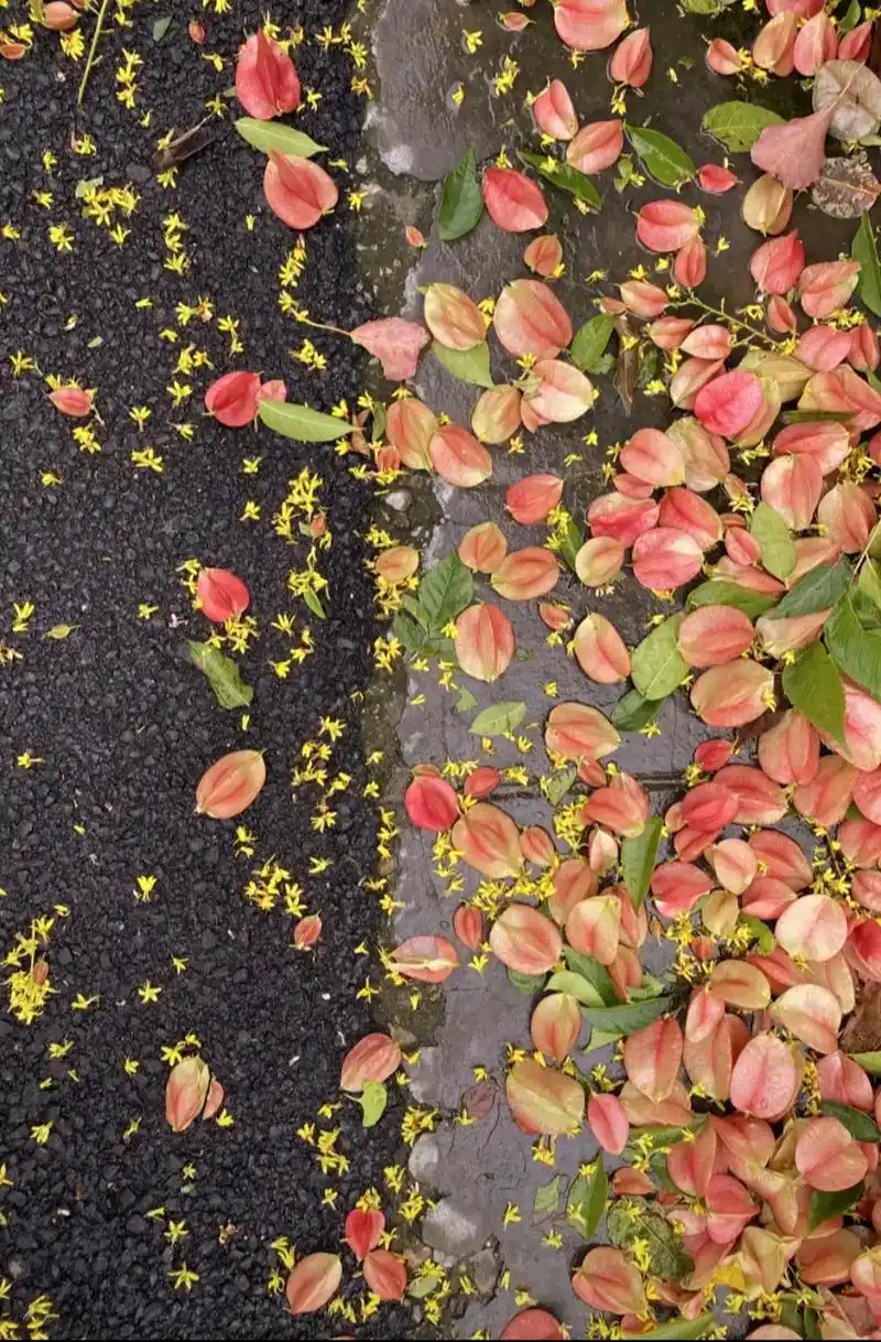 雨天洒落在路边的栾树花好美#生活处处是风景 #随拍 - 抖音