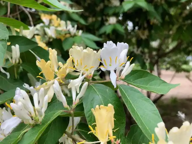 清华大学107周年校庆专题|清华大学|金银木|忍冬_新浪新闻