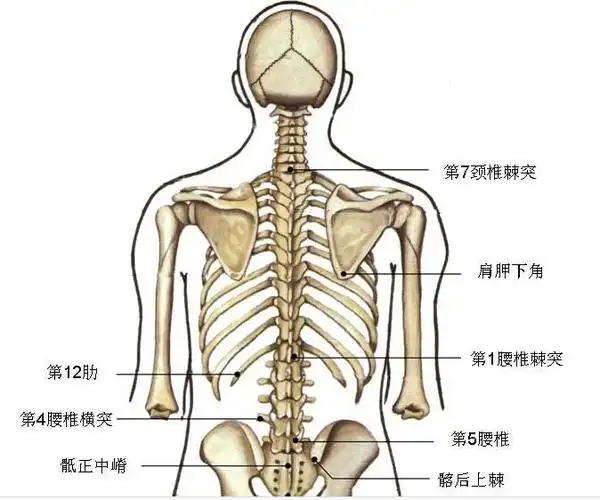 从枕骨结节向下,第一个触及的是第2 颈椎棘突;它与第2 颈椎椎体约在同