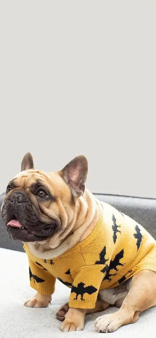 可爱萌宠特色摄影手机壁纸