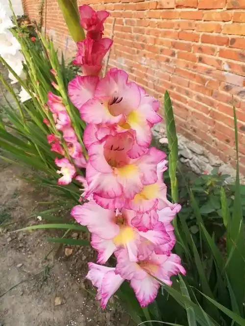 为啥说自家的君子兰长寿花,不可随便送人,这些讲究不可不知!