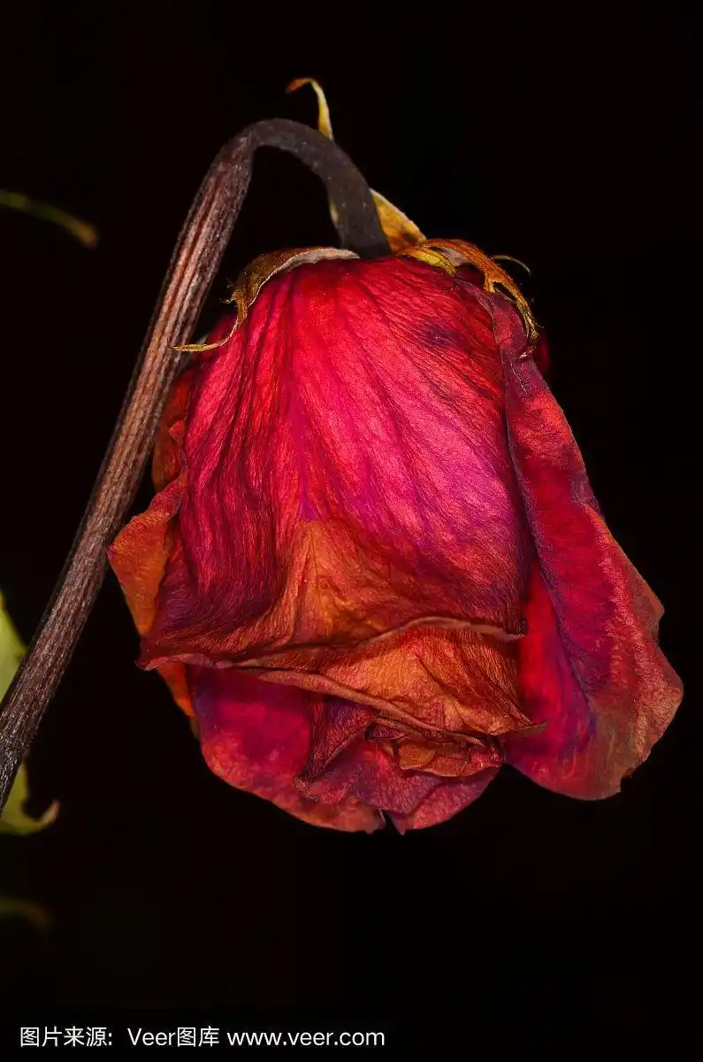 枯萎的红玫瑰花的特写
