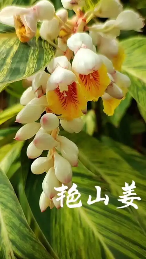 艳山姜是一种常见的植物,关于它有这样一个传说.