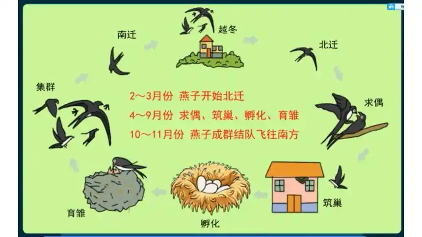 冀人版2017秋三年级下册27燕子南飞课件13ppt无视频