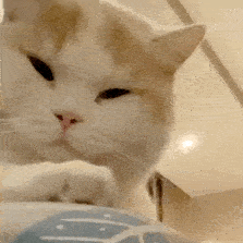 聊天表情包动态猫狗表情包01