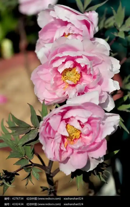 绿叶从里的三朵粉红色牡丹