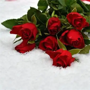 玫瑰微信头像图片2021最新 微信头像图片大全 -【爱个性】