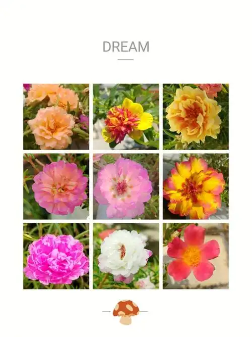 太阳花颜色集合