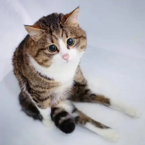 这只网红表情包猫咪最近满6岁啦,主人也解密了它鲜为人知的日常_rexie