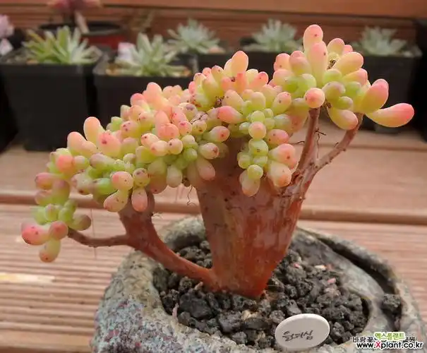 乙女心缀化老庄