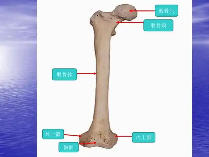 临床本科系统解剖学标本考试2 股骨头 股骨颈 股骨体 外上髁 内上髁