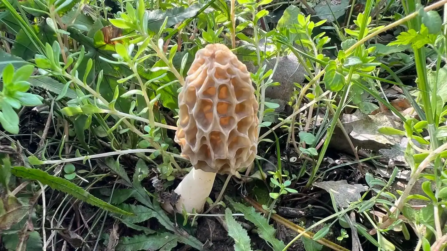 天然野生羊肚菌.大自然的馈赠,路边的菌子美极了,这是啥菌你们 - 抖音