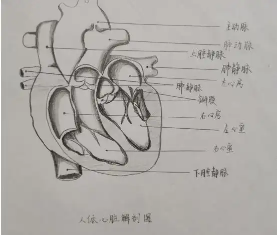 深刻剖析,细致描绘——初中生物组"人体系统器官模式图手绘活动"_the