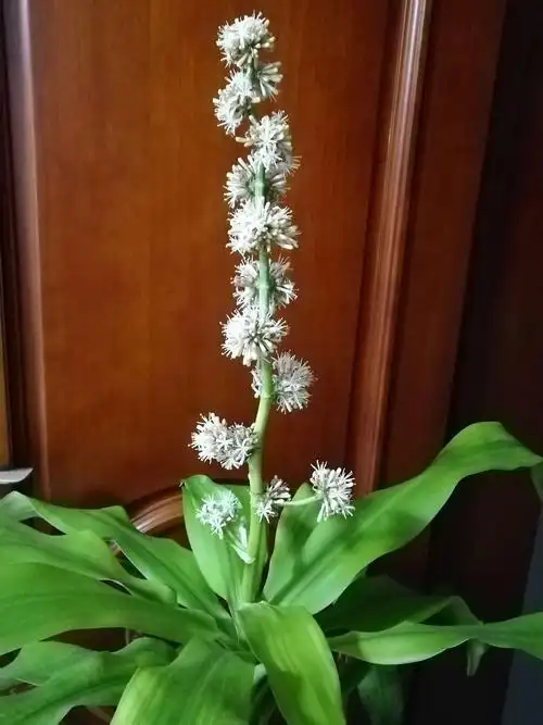 2019年1月,我家巴西木第二次开花了.