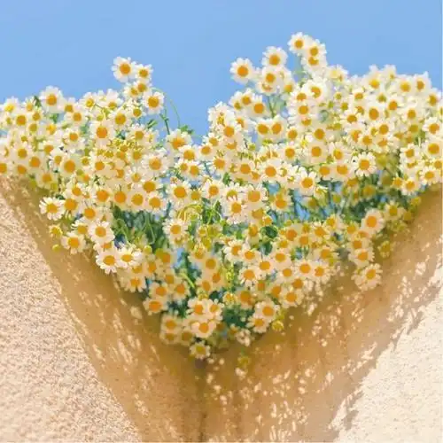 让人过目不忘的头像 高清好看高雅有气质的微信头像图片_微信头像