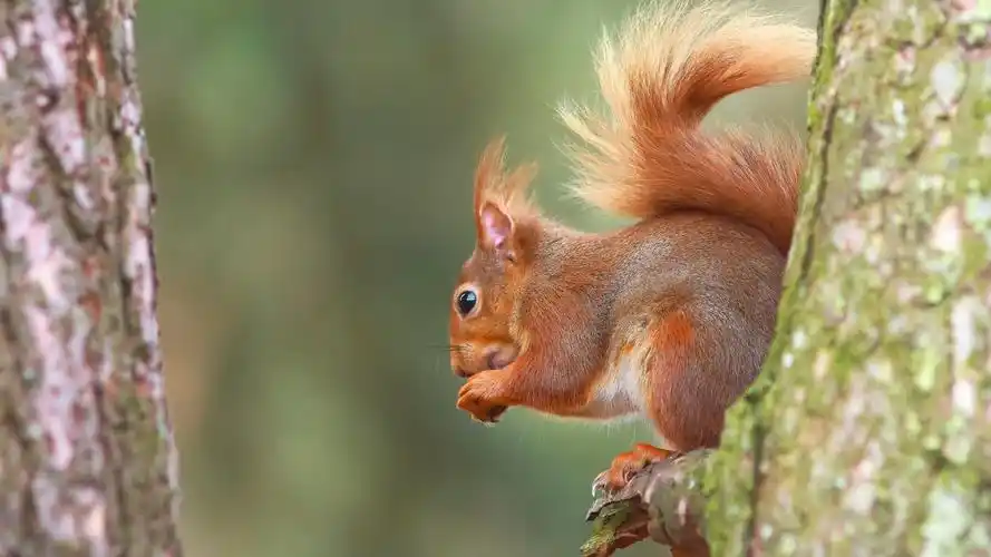 森林里的松鼠可爱动物电脑壁纸