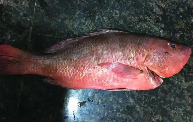 红鲉鱼牙拓制作指南来了,这么一步一步教你的可不多了