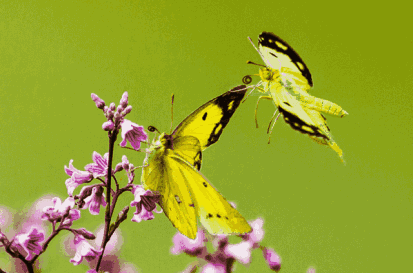 413_273gif 动态图 动图