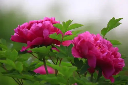 牡丹花盛开,惊艳豫陕晋!出镜:三门峡牡丹公园游客.