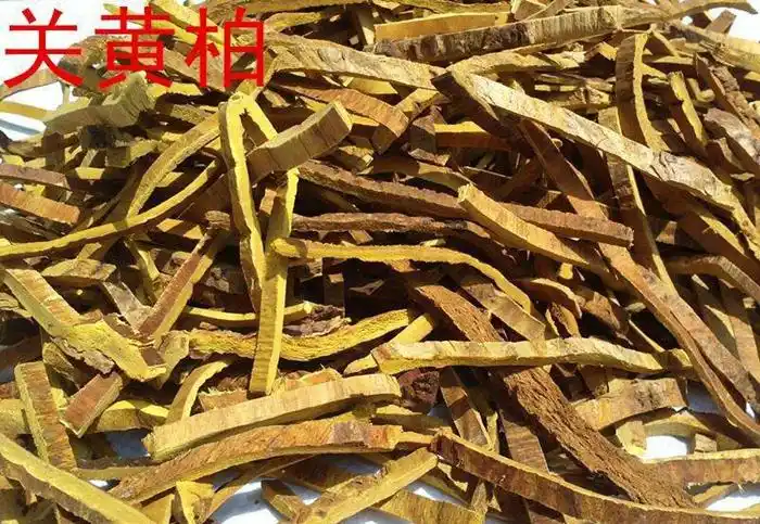 关黄柏图片