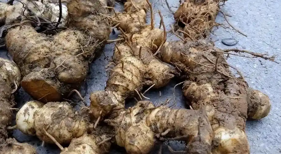 黄精和玉竹的区别有哪些?简单几点轻松分辨