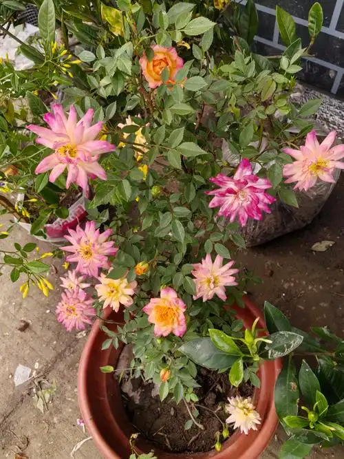 婴儿假面舞会,英文名baby masquerade,德国月季,微型灌木品种,株型