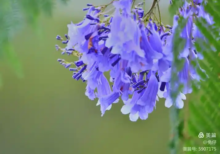 蓝楹花盛开的季节