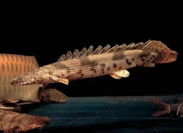 p>恩氏多鳍鱼(polypterus endlicheri)又称虎纹恐龙王,为多鳍鱼目,多