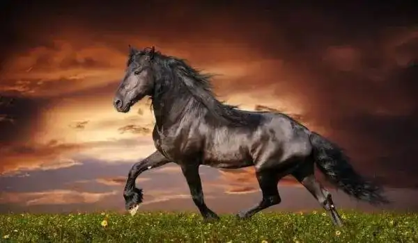 在《三国演义》中介绍赤兔马原产自西域,"日行千里",是一种汗血宝马