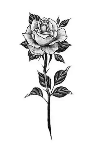 玫瑰纹身手稿