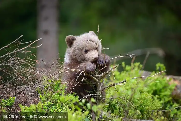 森林里的小棕熊