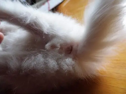 一个月左右大的小猫分辨公母 有图!在线等!还有它两天没有大便怎么办?