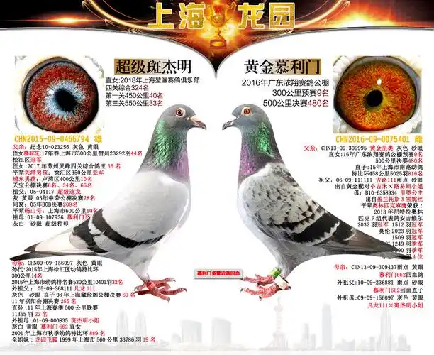 录:经典种鸽配对专栏人 气:8096次鸽友通:详细介绍雌:黄金慕利门2016