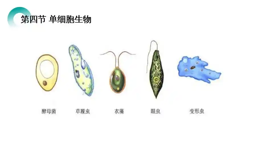 《单细胞生物》人教版七年级初一生物上册ppt课件.pptx