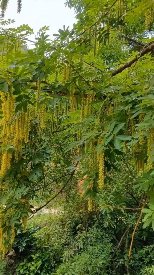 山谷里的枫杨树#枫杨既不是枫,也不是杨.