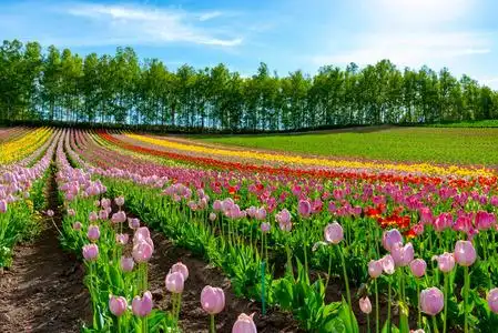 山峦,树木和郁金香花丛在阳光明媚的日子里,背景是清澈的蓝天,这是一