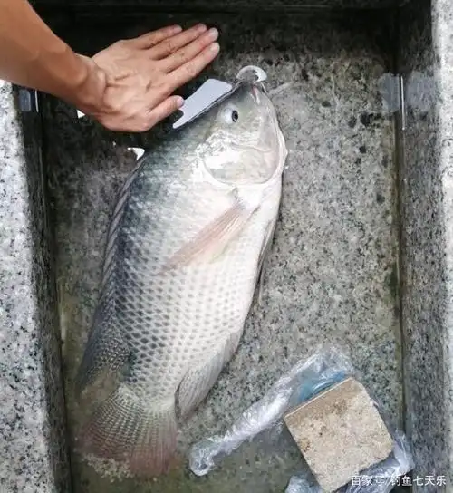 罗非鱼能长这么大?海南钓友钓获巨型罗非,连起来比四个手掌还大