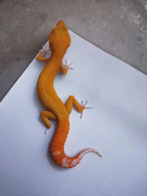 各种豹纹守宫出售价格合适