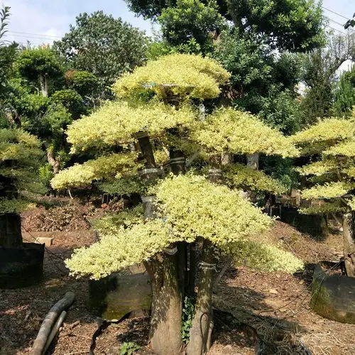 苗圃基地供应造型金叶女贞 盆景式造型女贞 金姬女贞造型桩景观树